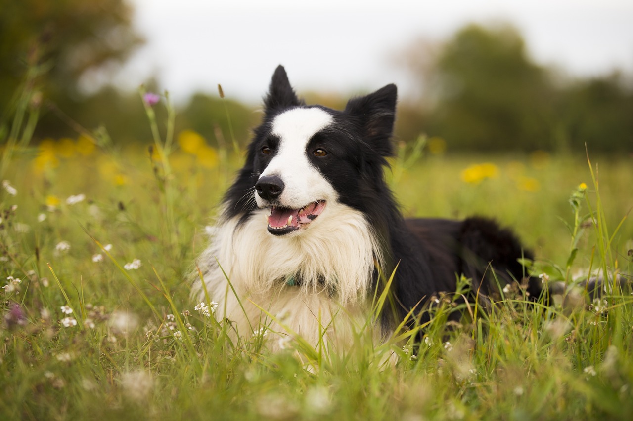 5 best dogs for veterans