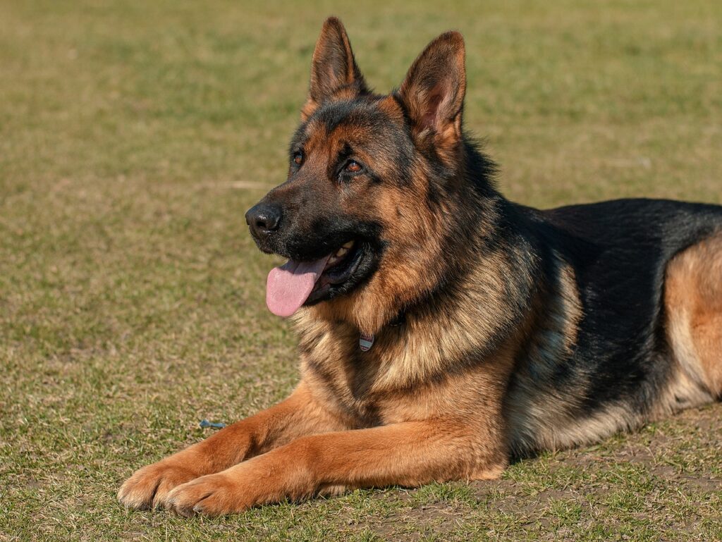 5 best dogs for veterans